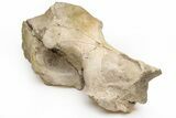 Fossil Running Rhino (Subhyracodon) Partial Skull - Wyoming #216121-4